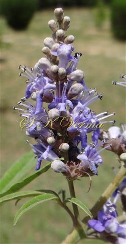  Inflorescence
